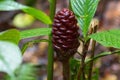 Black Ginger wort, Malaysian Beehive ginger in dark red growing